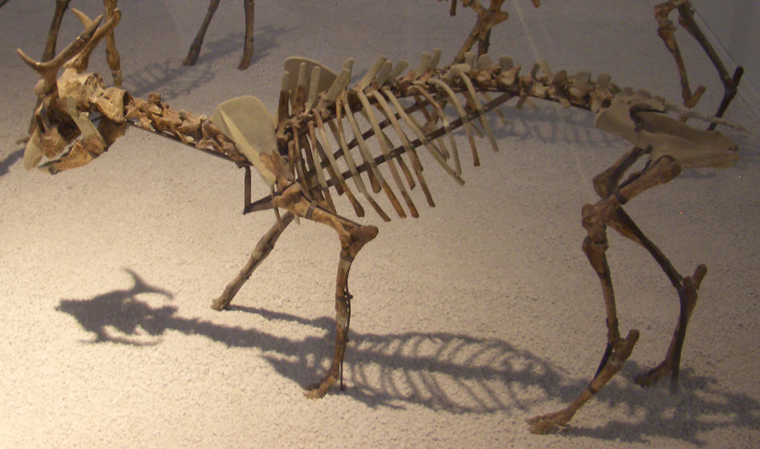 fossile (Scheletro completo, esemplare)