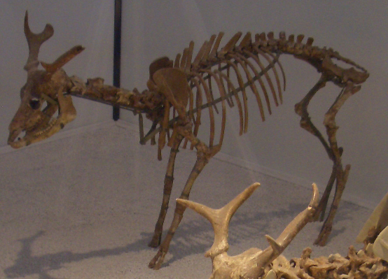 fossile (Scheletro completo, esemplare)