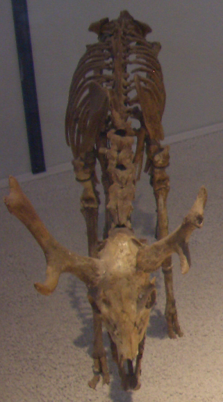 fossile (Scheletro completo, esemplare)
