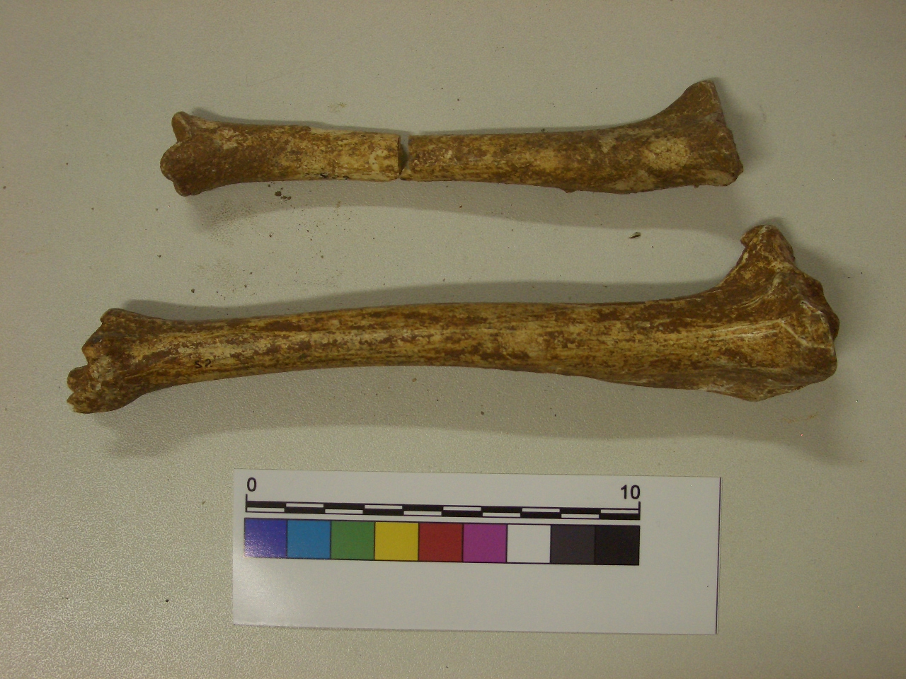 fossile (Tibia, serie)