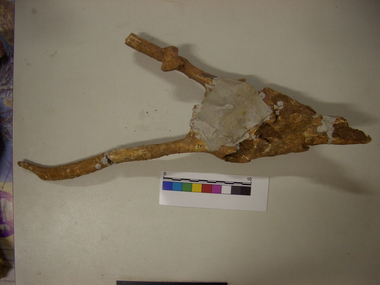 fossile (Cranio, esemplare)