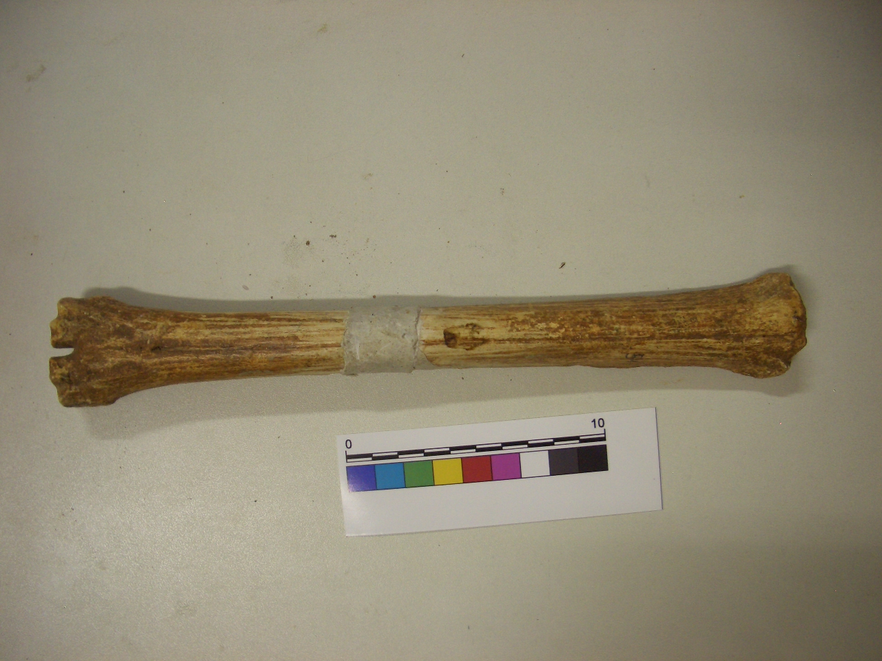 fossile (Metacarpo, esemplare)