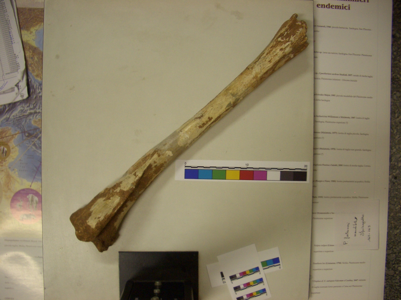 fossile (Tibia, esemplare)