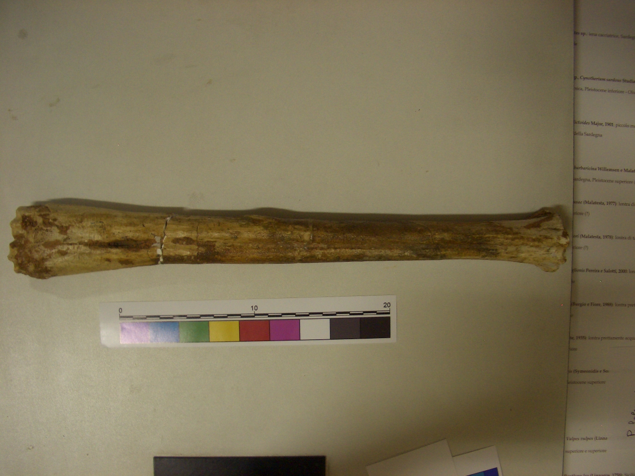 fossile (Metatarso, esemplare)