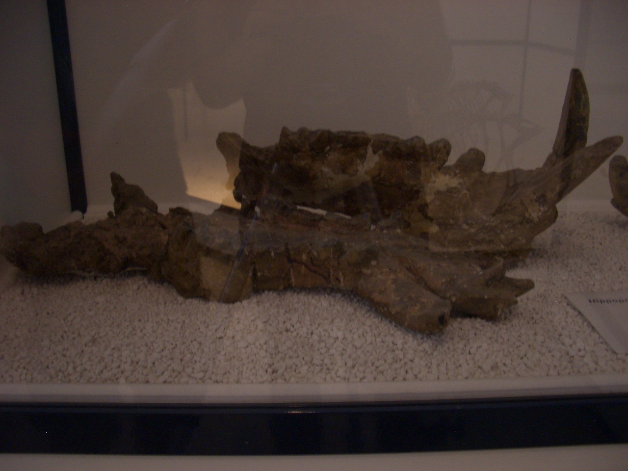 fossile (Cranio incompleto, esemplare)