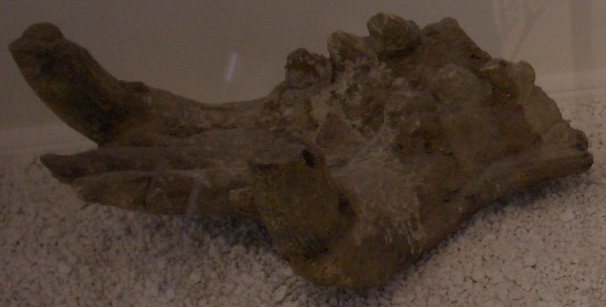 fossile (Emimandibola incompleta, esemplare)