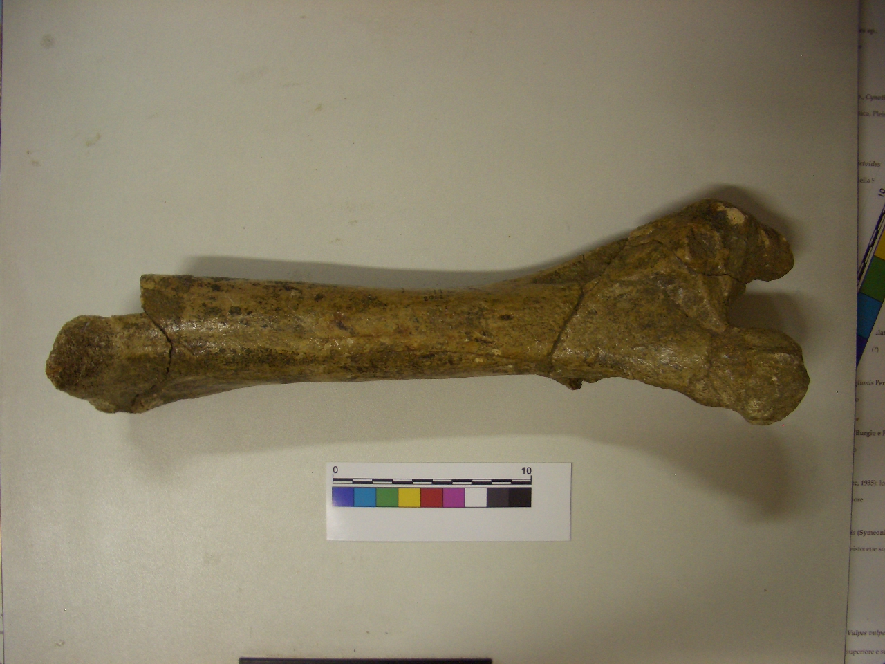 fossile (Femore, esemplare)