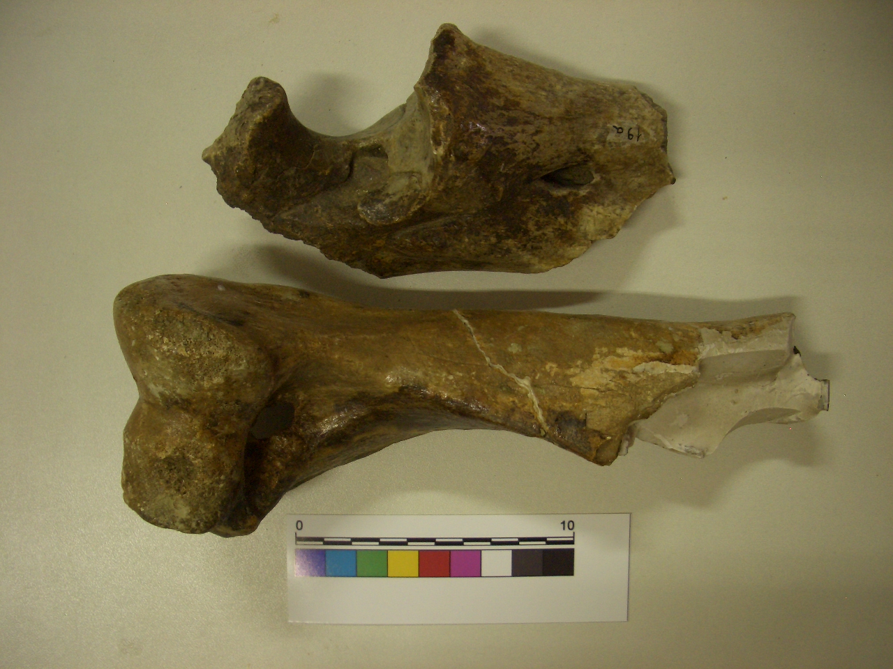 fossile (Omero e Radio-Ulna, serie)