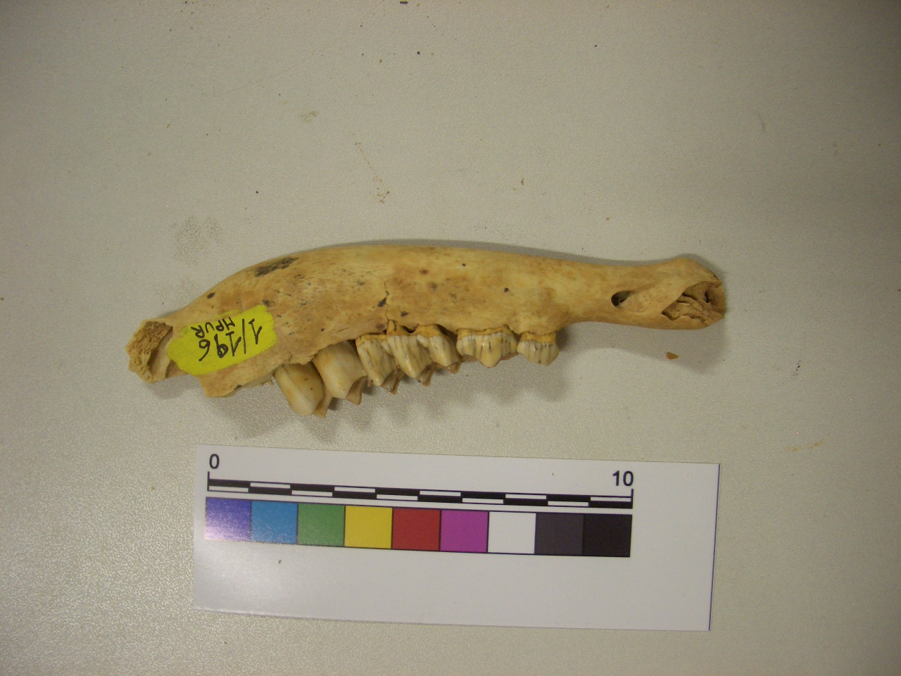 fossile (Mandibola, esemplare)