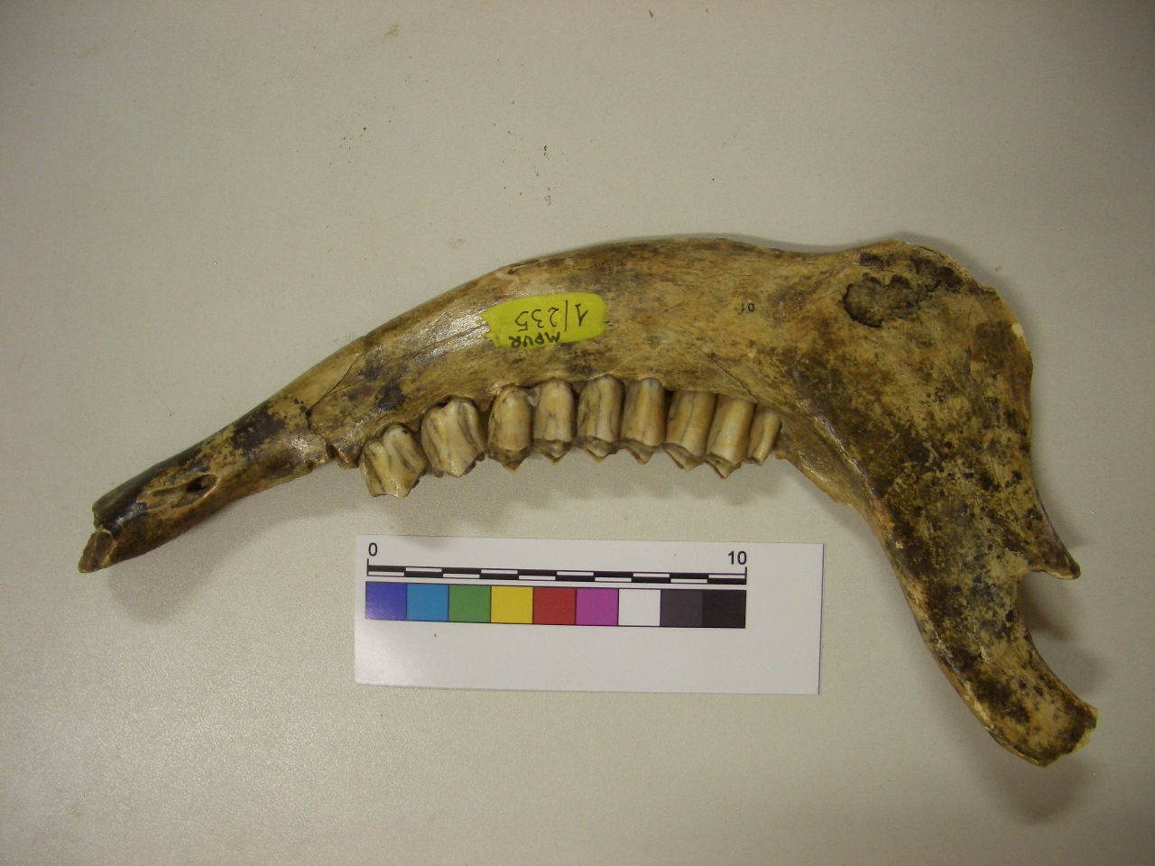 fossile (Mandibola, esemplare)