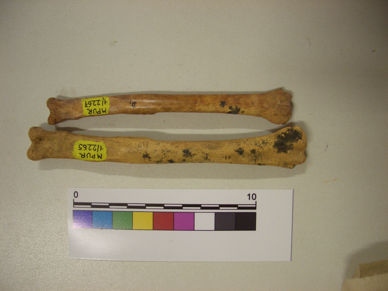 fossile (Radio, serie)