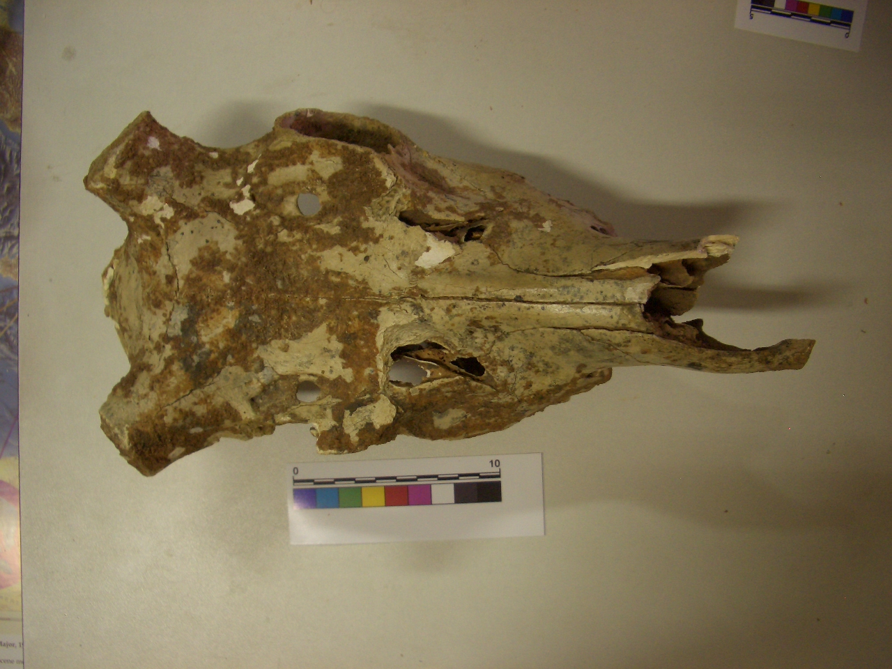 fossile (cranio, esemplare)