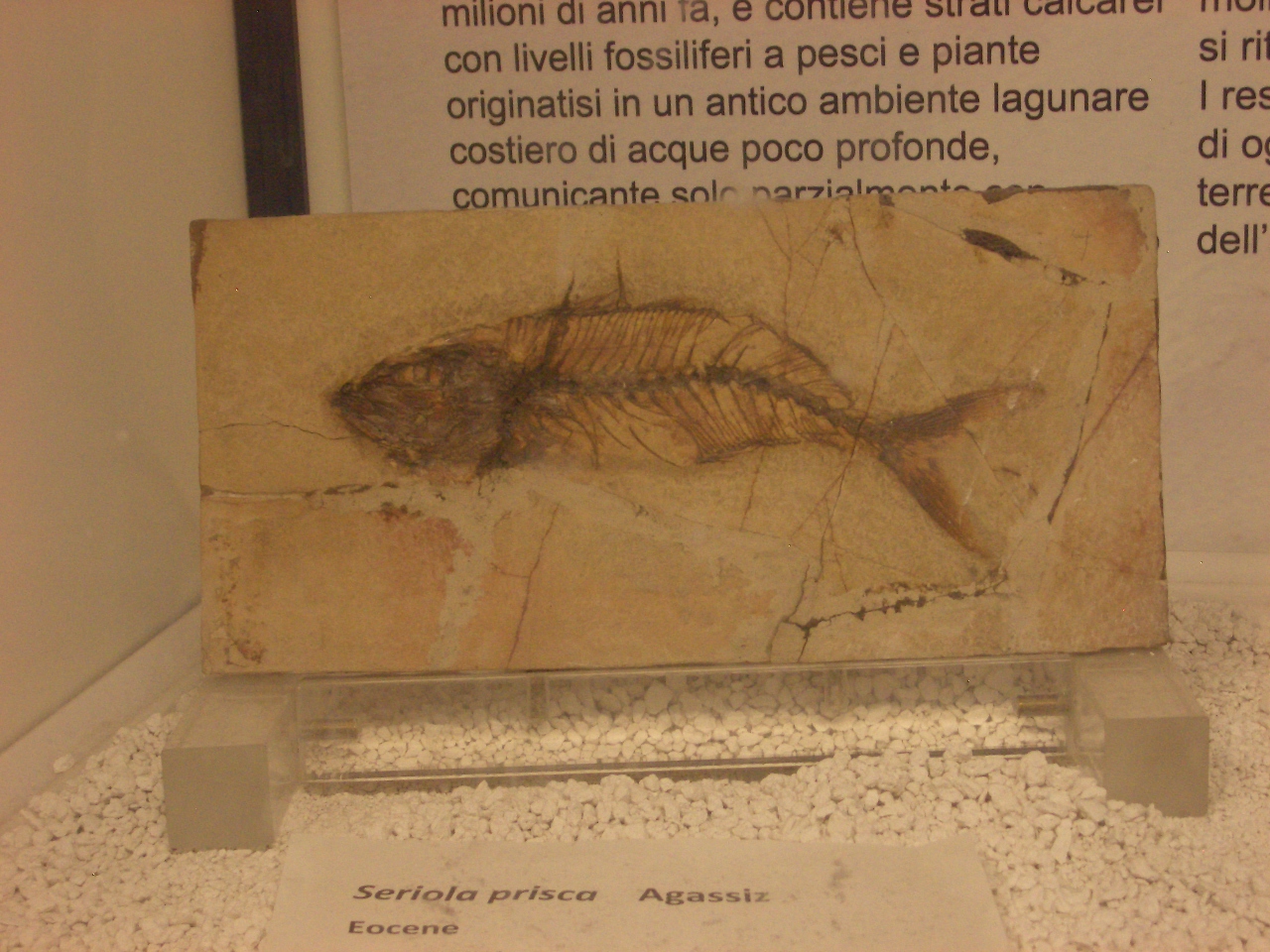 fossile (Scheletro di pesce, esemplare)