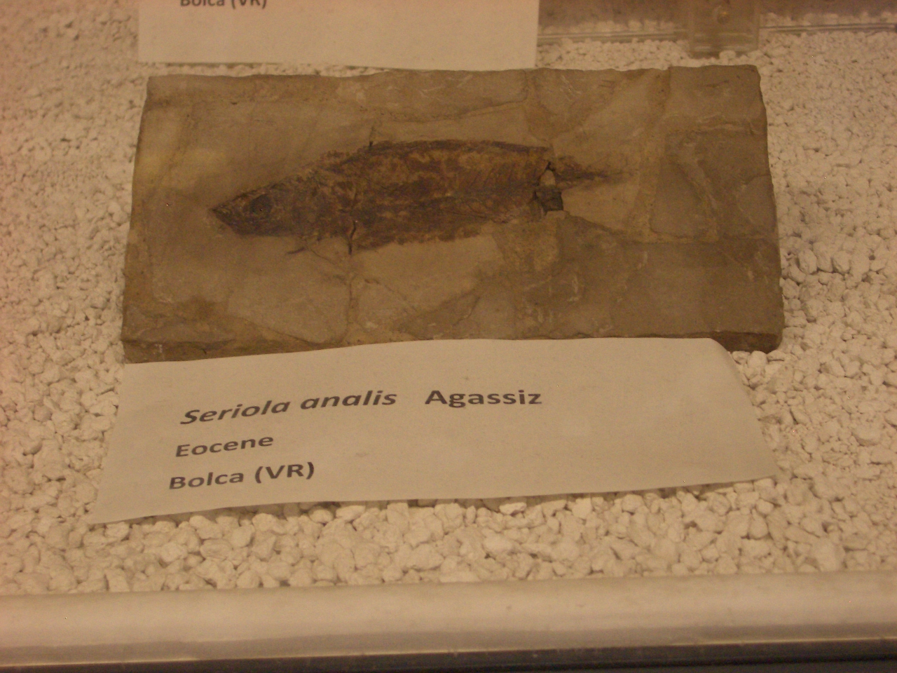 fossile (scheletro di pesce, esemplare)