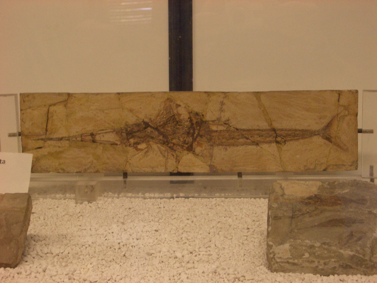 fossile (scheletro di pesce, esemplare)