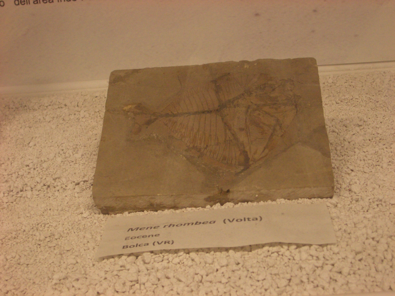 fossile (scheletro di pesce, esemplare)