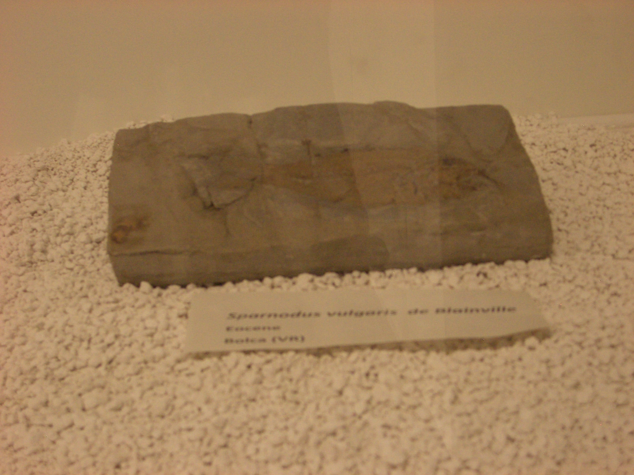 fossile (Scheletro di pesce, esemplare)