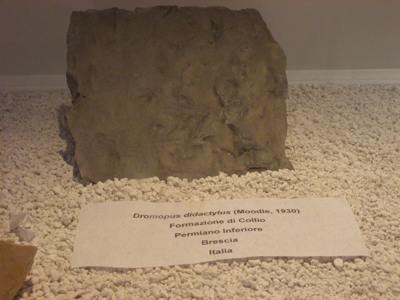 ichnofossile (impronta su superficie, esemplare)