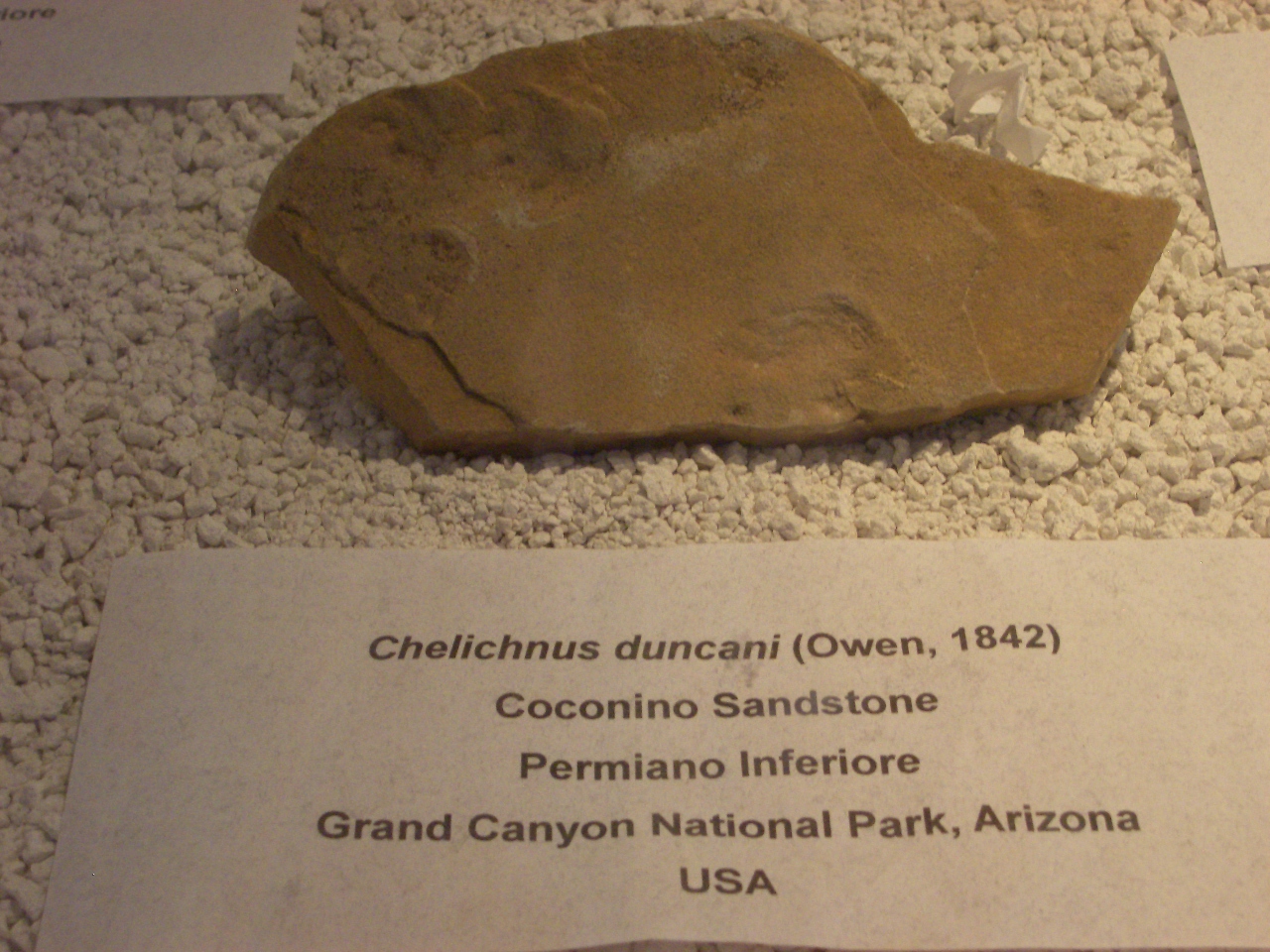 ichnofossile (Impronta su superficie, esemplare)