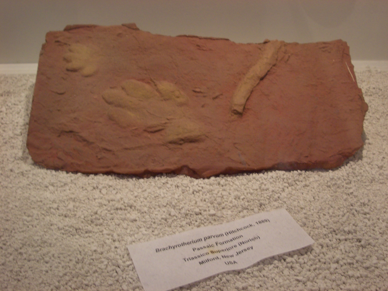 ichnofossile (Impronta su superficie, esemplare)