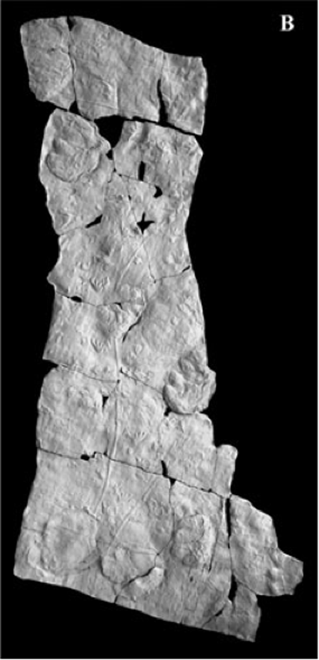 ichnofossile (Impronta su superficie, esemplare)