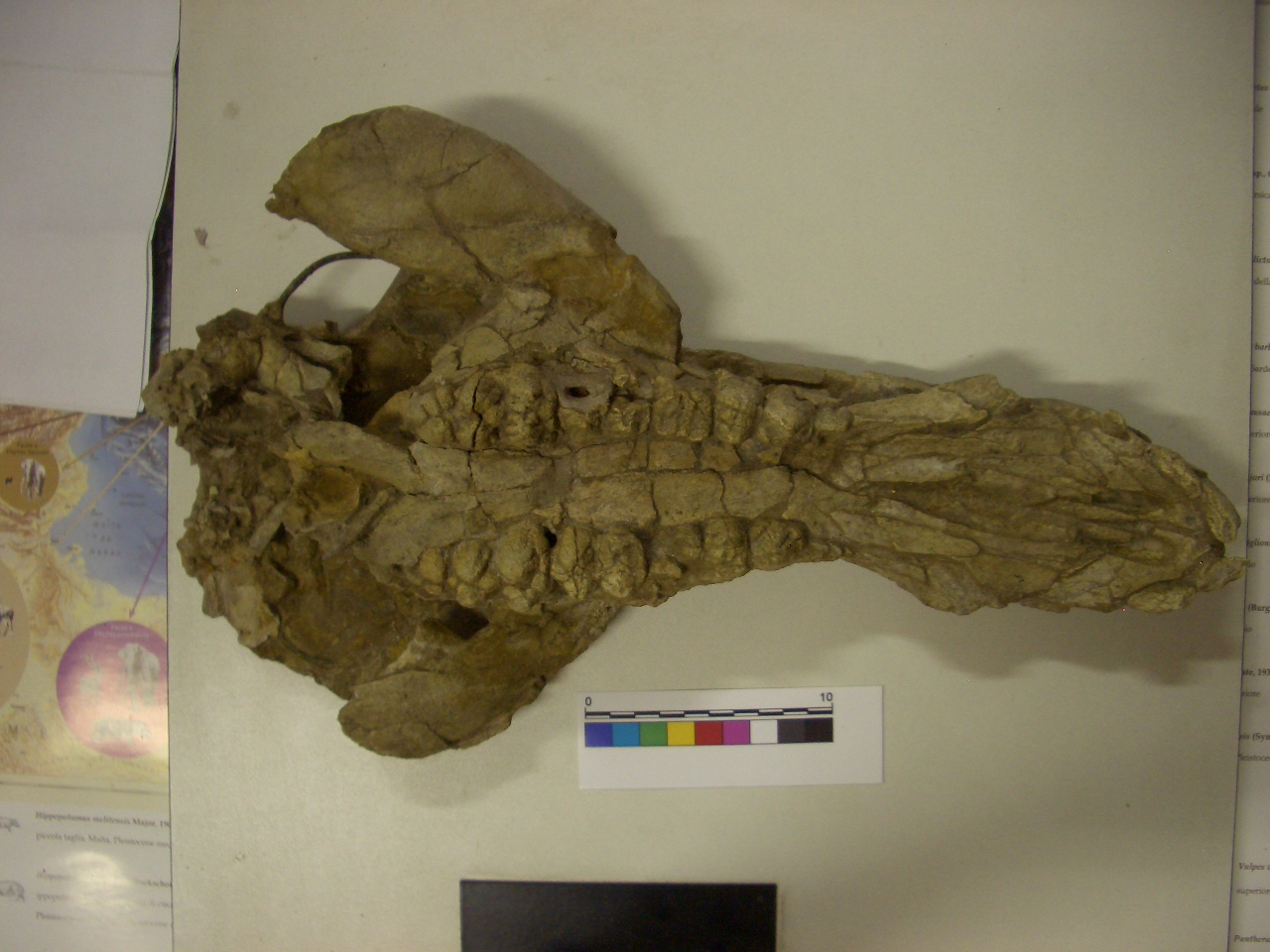 fossile (cranio, esemplare)