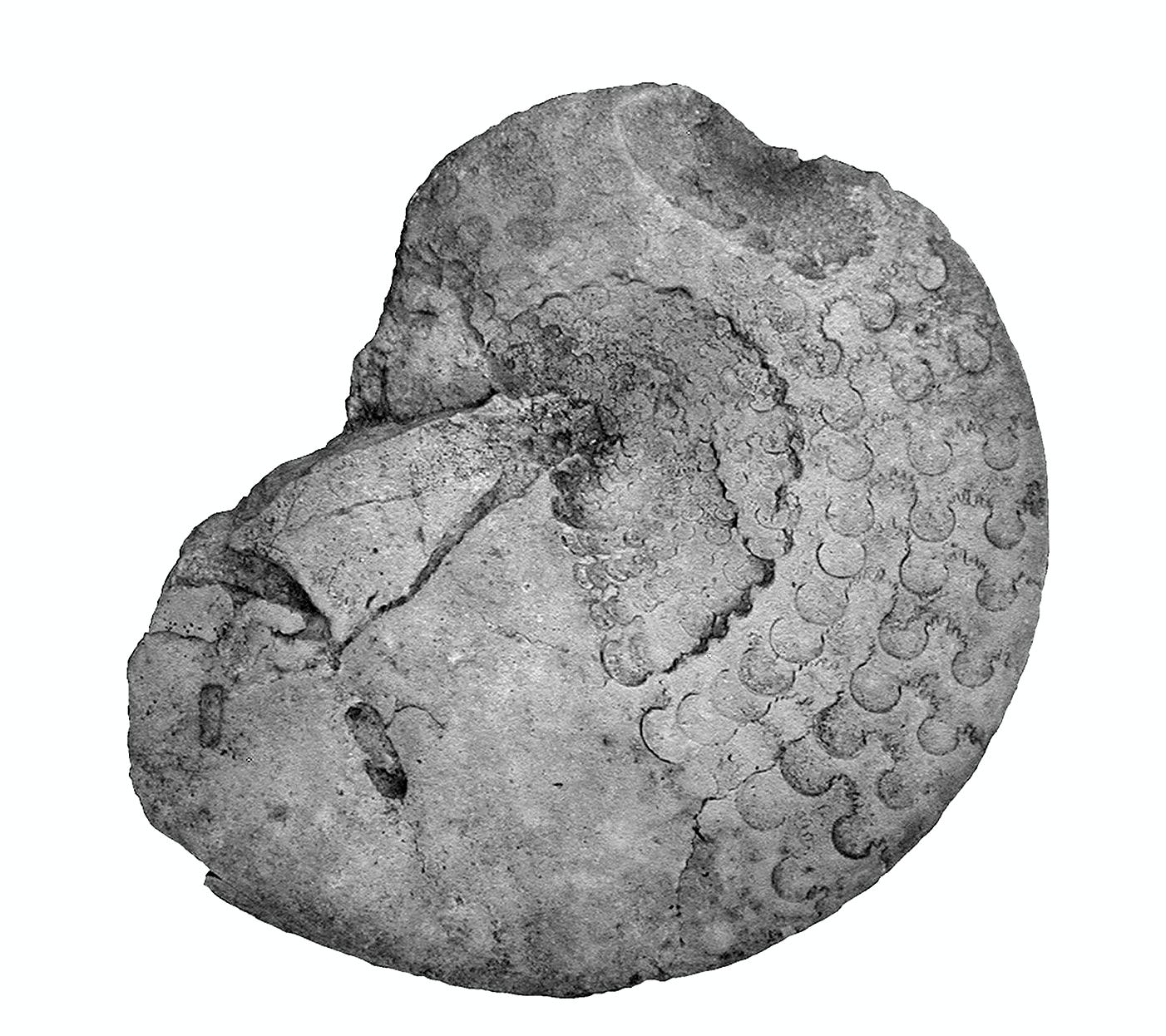 fossile (Cefalopode, esemplare)