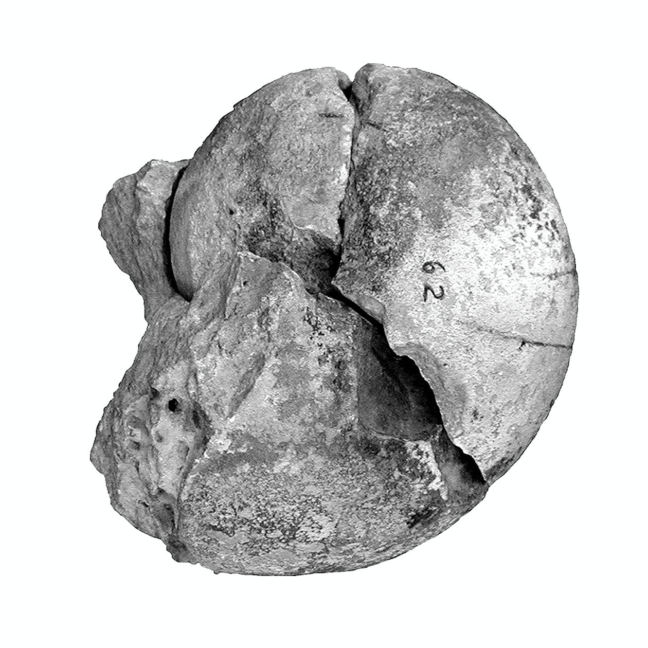 fossile (cefalopode, esemplare)