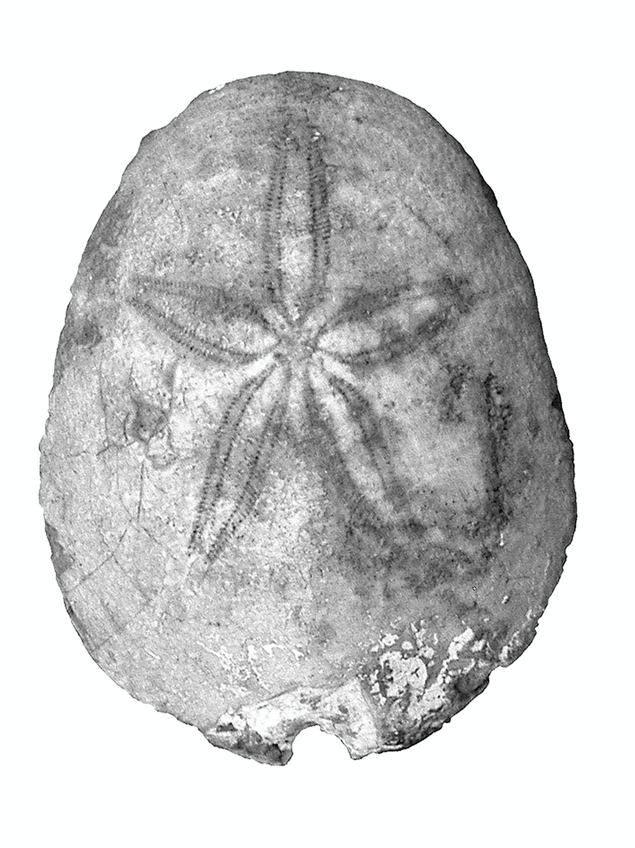 fossile (Echinoderma, esemplare)