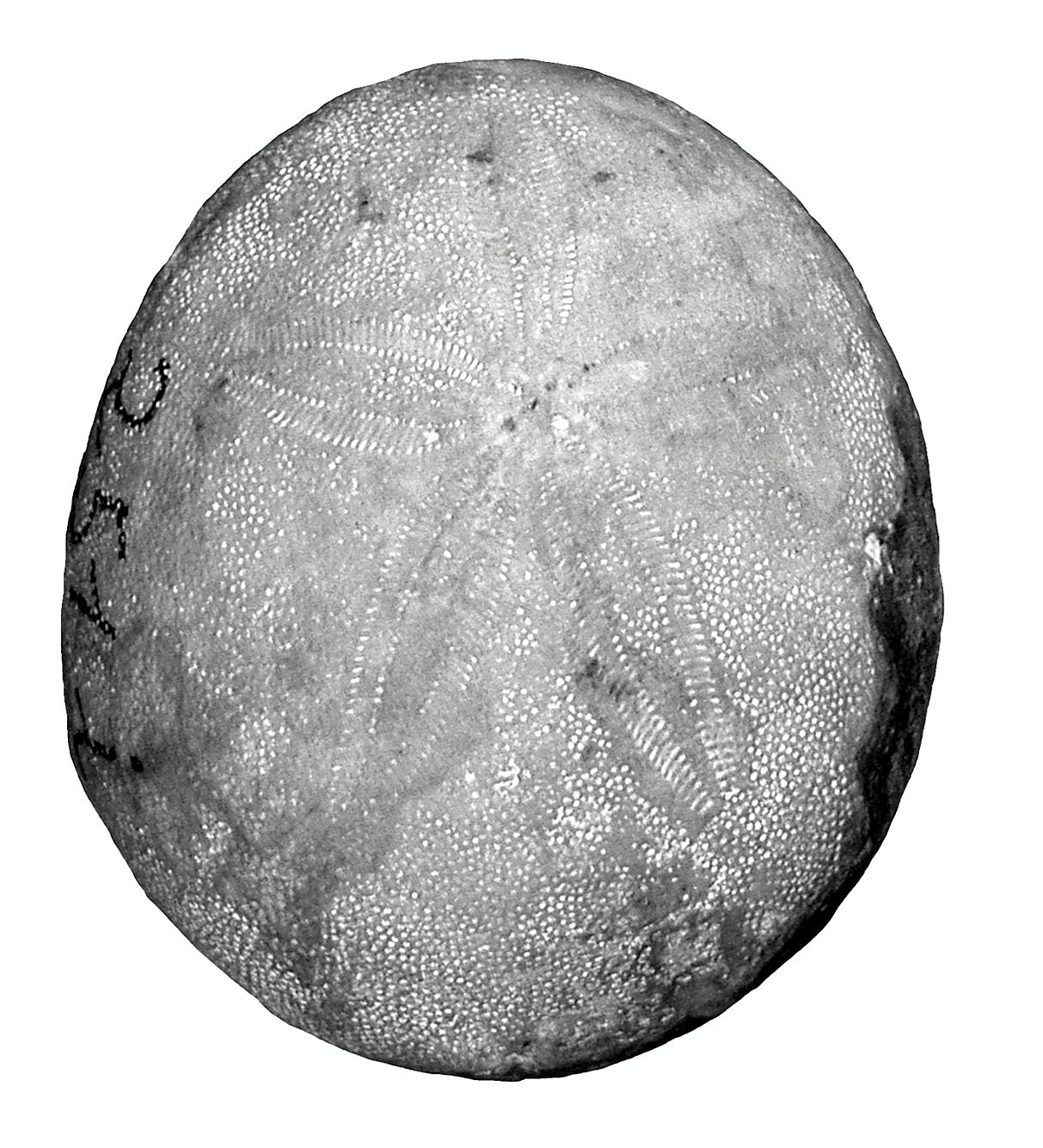fossile (Echinoderma, esemplare)
