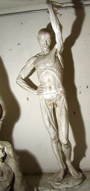 Uomo stante (statua anatomica) - produzione Italia centro-settentrionale (secc. XVIII/XX)