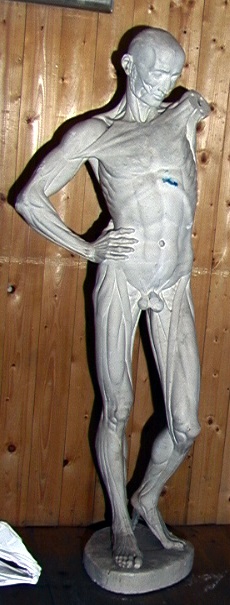 Uomo stante (statua anatomica) - produzione Italia centro-settentrionale (secc. XVIII/XX)
