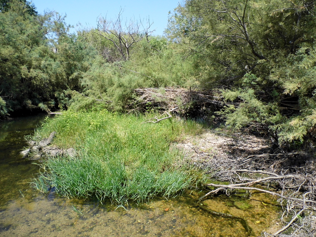 Ponte s.m. maddalena (ponte, infrastruttura viaria)