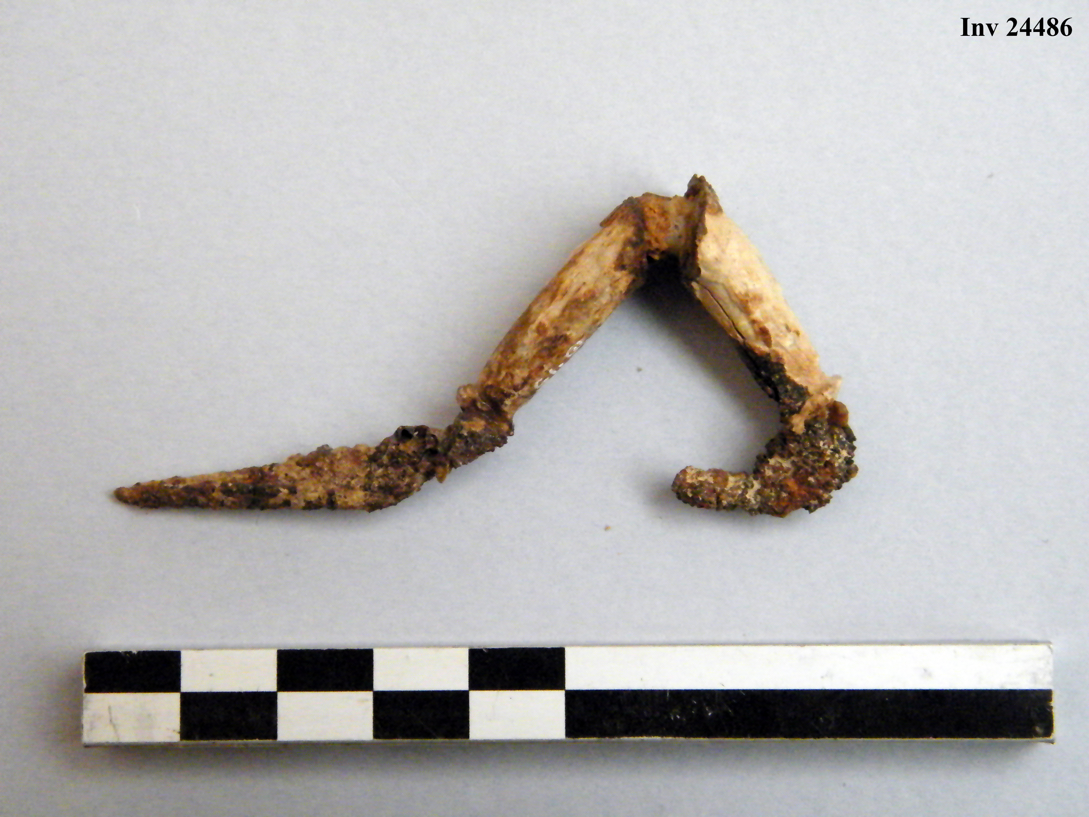 fibula, ad arco rivestito - Piceno IVb (V a.C)