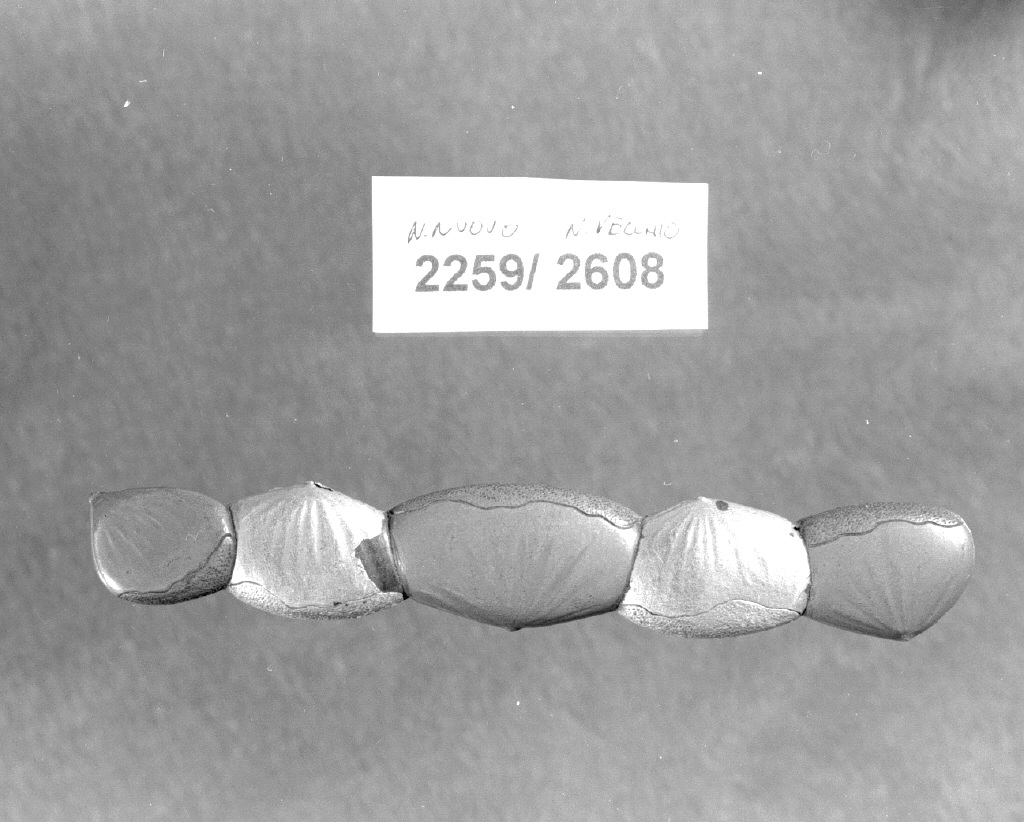 elementi decorativi (impugnatura di arma bianca, opera isolata) - ambito giapponese (secc. XVI/ XIX)