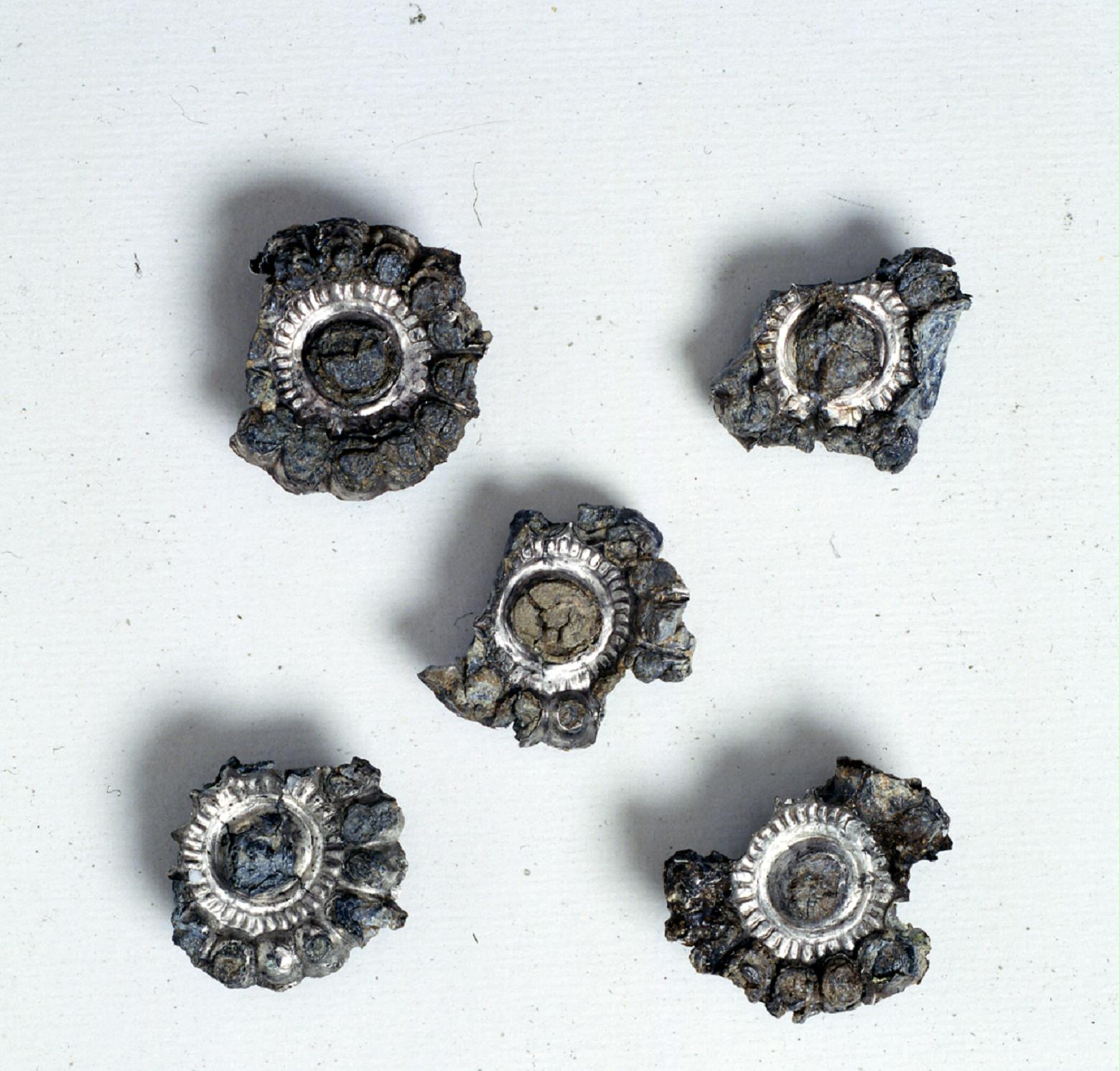 5 decorazioni sellatura, a rosetta - koinè avara (seconda metà sec. VII d.C)