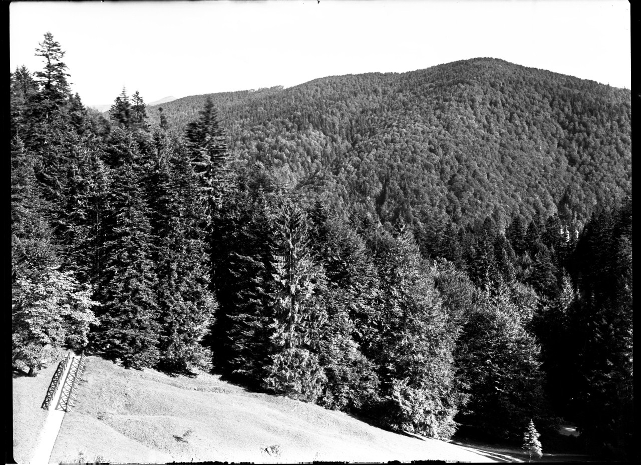 Paesaggio alpino; bosco di conifere (negativo) di Anonimo (prima metà XX)