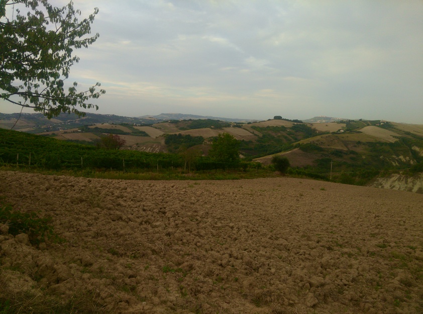 area ad uso funerario, necropoli - Cossignano (AP)  (Eta' del ferro)