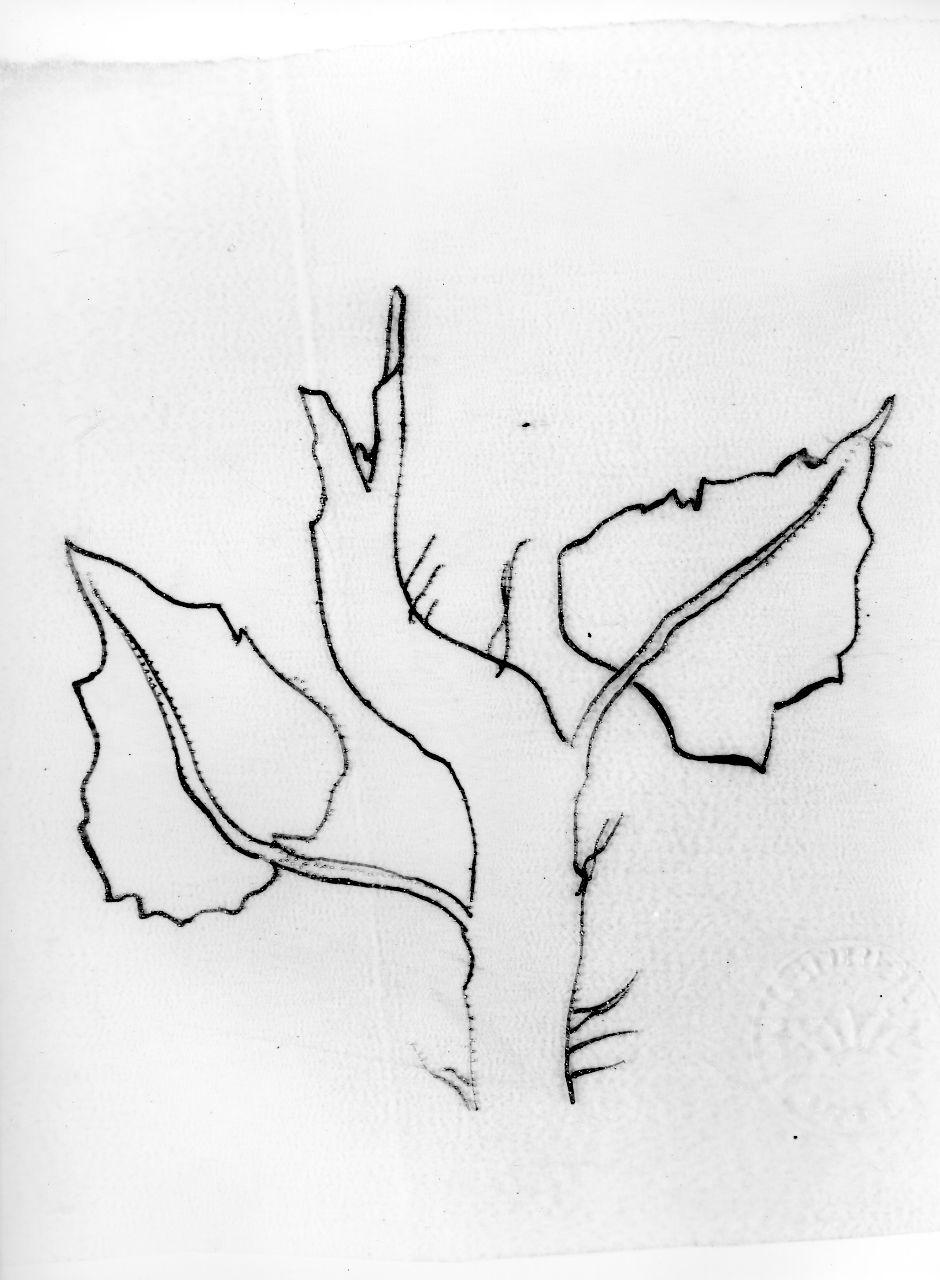 ramo con foglie (disegno) di Ponti Giovanni (attribuito) (sec. XX)