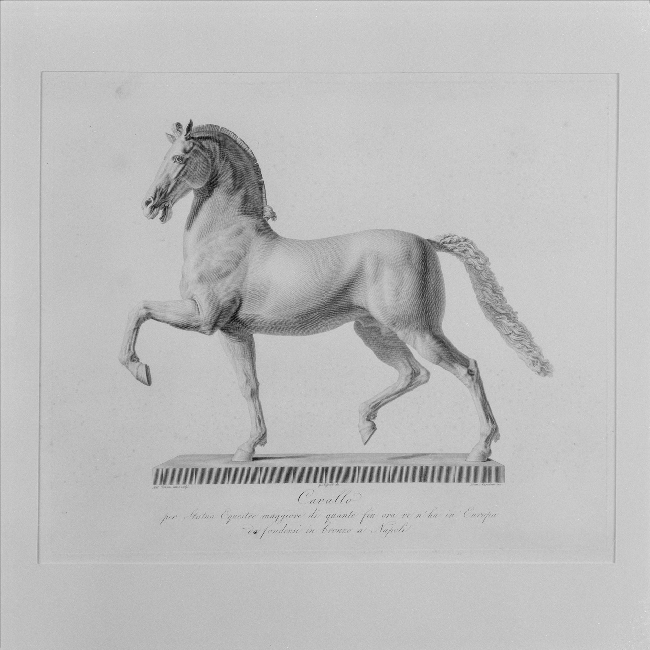 Cavallo (veduta del fianco sinistro) (stampa) di Marchetti Domenico, Tognolli Giovanni (sec. XIX)