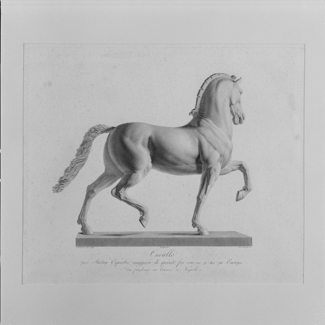 Cavallo (veduta del fianco destro) (stampa) di Marchetti Domenico, Tognolli Giovanni (sec. XIX)