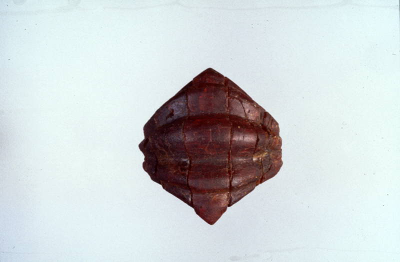 fibula ad arco rivestito (fine VII sec. a.C)