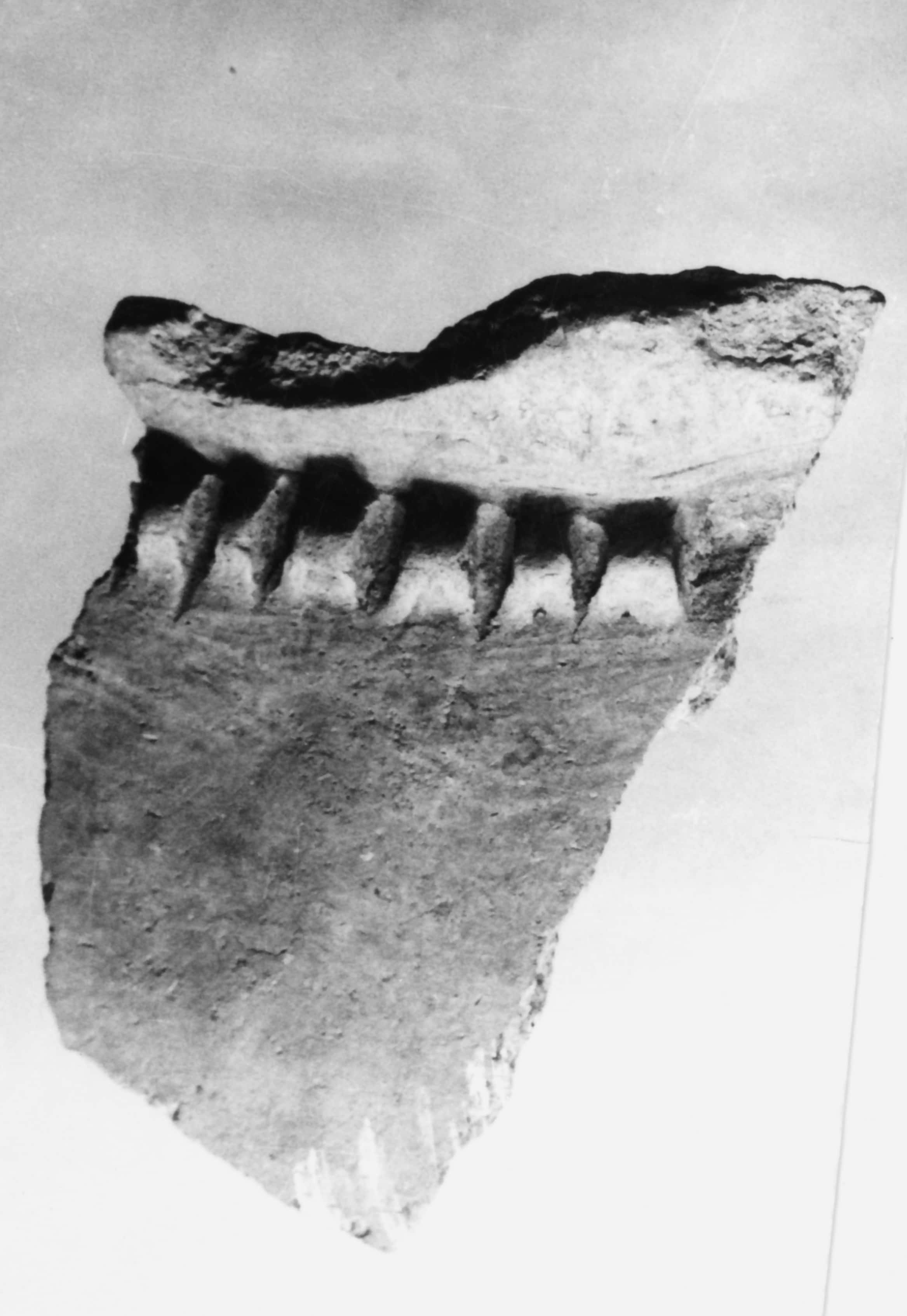 orcio (Media età del Bronzo)