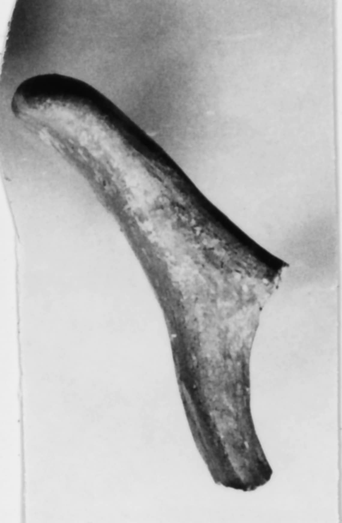 tazza (Media età del Bronzo)