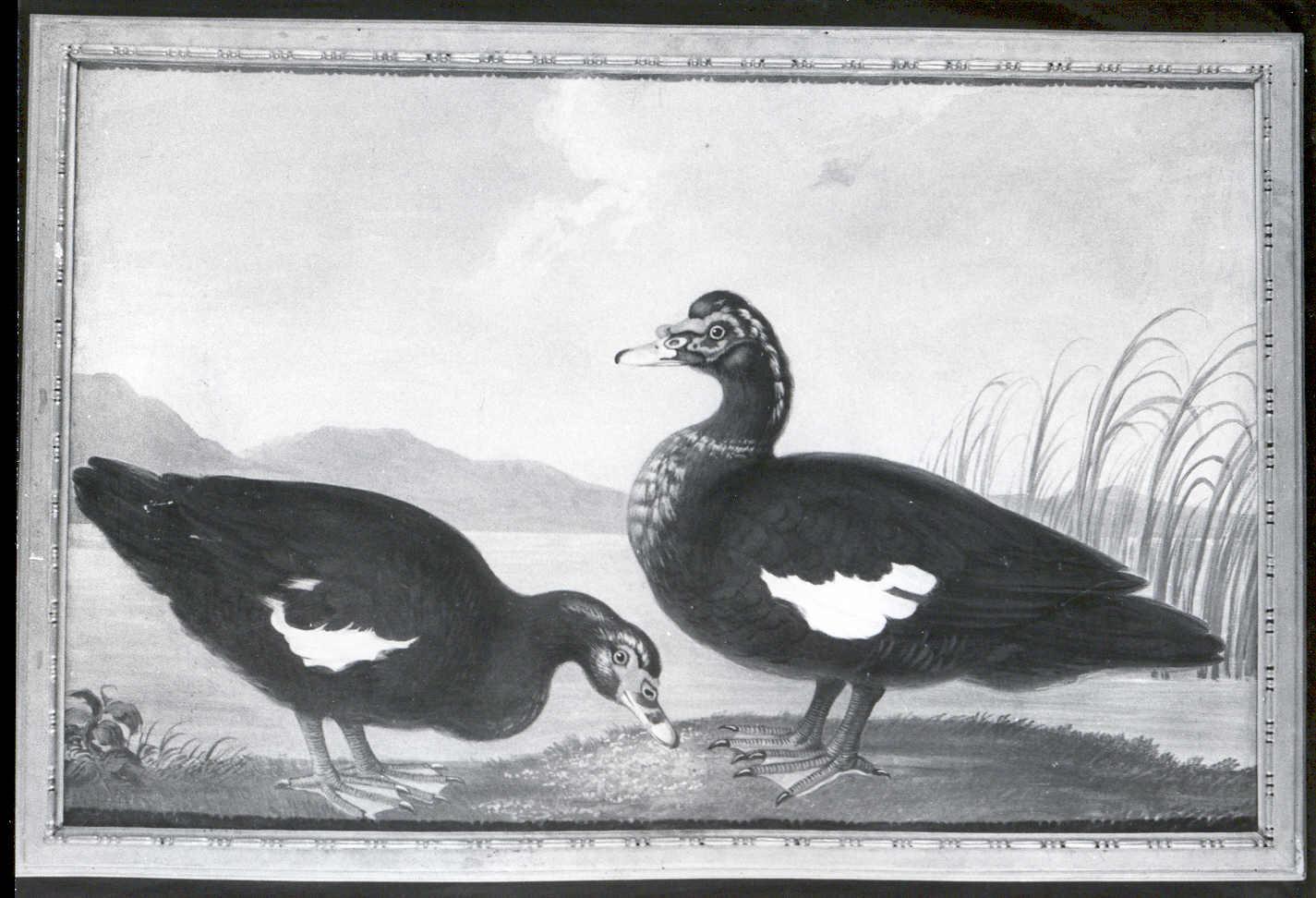 Due anatre sullo sfondo di uno stagno, animali (dipinto) - ambito europeo (metà sec. XIX)