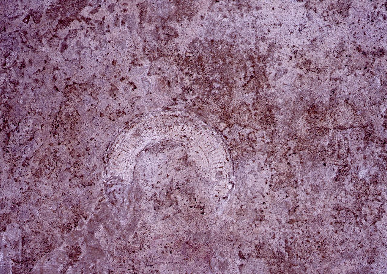 episodio dela vita di Sant'Antonio Abate (?) (dipinto) - ambito fiorentino (sec. XIV)