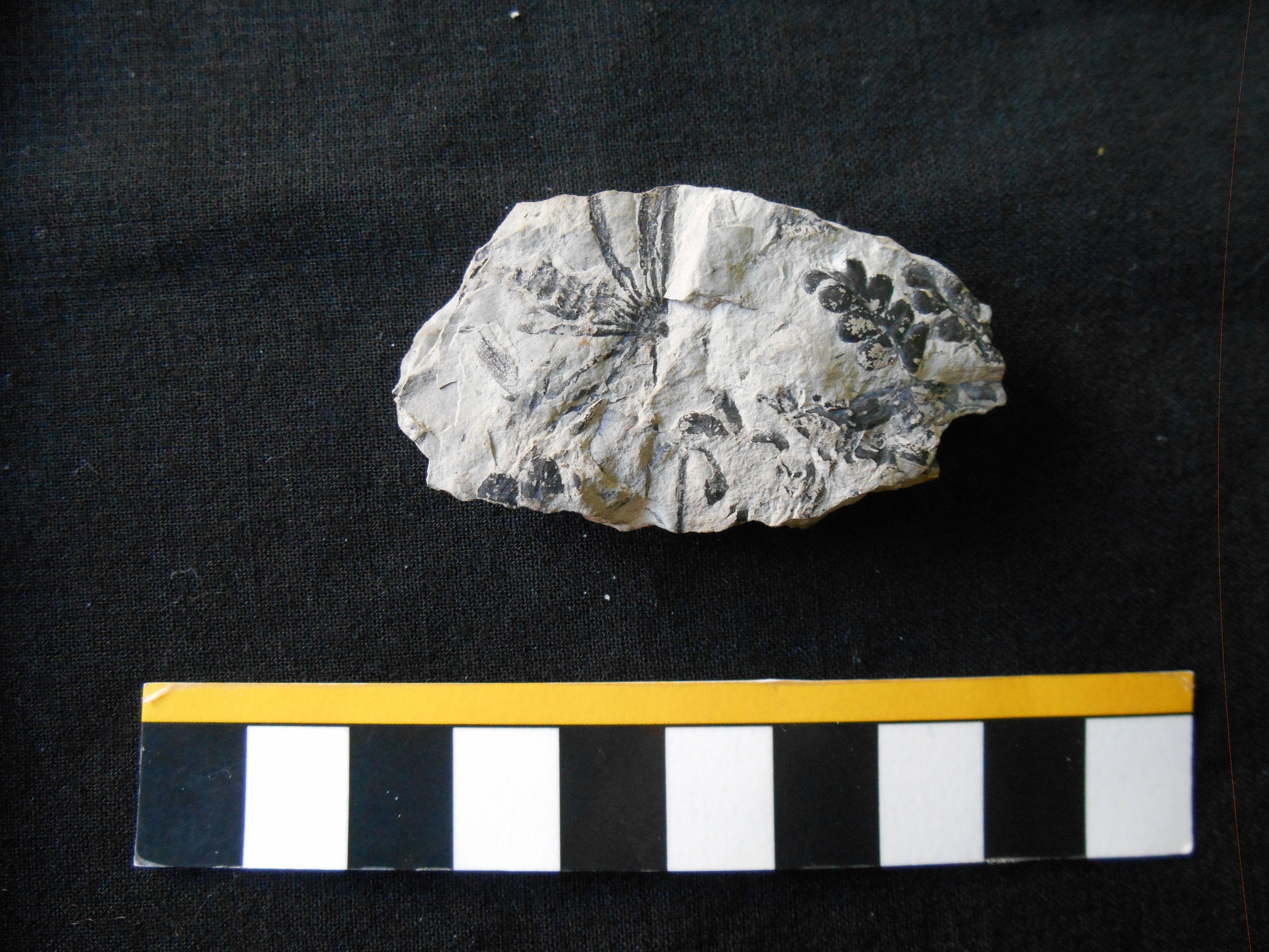 Fossile (impronte fogliari su lastra, esemplare)