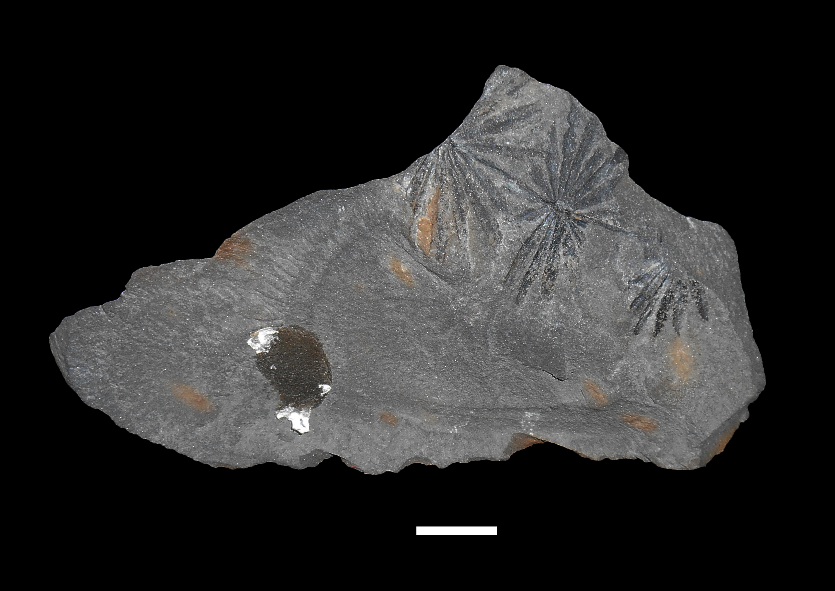 Fossile (resti fogliari annularia, esemplare)