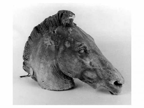Testa di cavallo, cavallo (scultura) di Fiore Nicola (sec. XX)