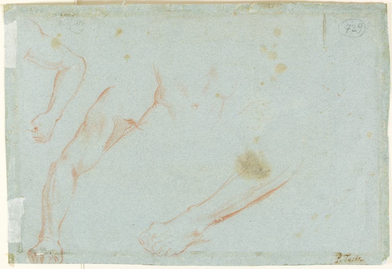 Nettuno, studio anatomico (disegno) di Testa Pietro detto Lucchesino (prima metà sec. XVII)